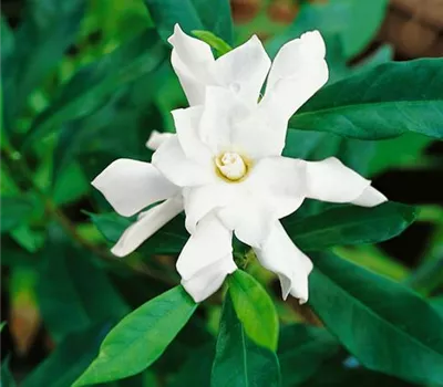 Gardenia jasminoides 'August Beauty'