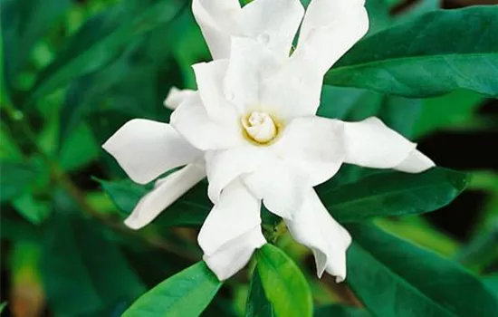 Gardenia jasminoides 'August Beauty'