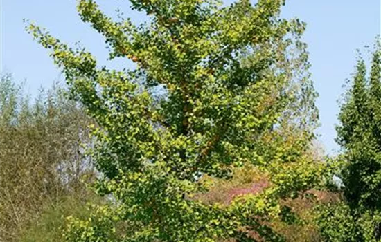 Ginkgo biloba Fastigiata