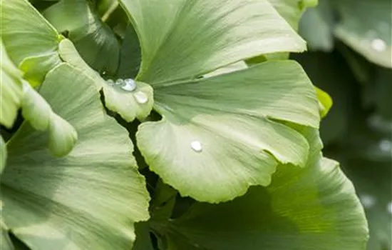 Ginkgo biloba 'Globus'