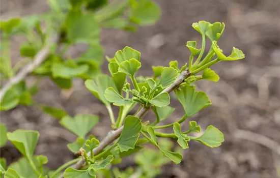Ginkgo biloba Jade Butterflies