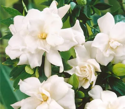 Gardenia jasminoides 'Radicans'