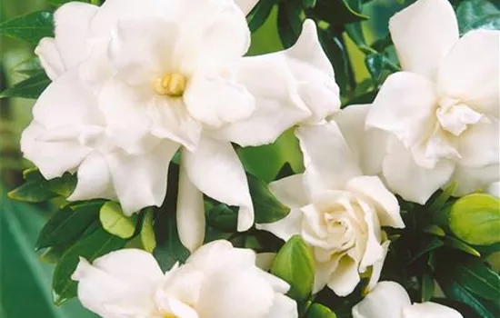 Gardenia jasminoides 'Radicans'