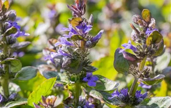Ajuga reptans 'Catlin´s Giant'