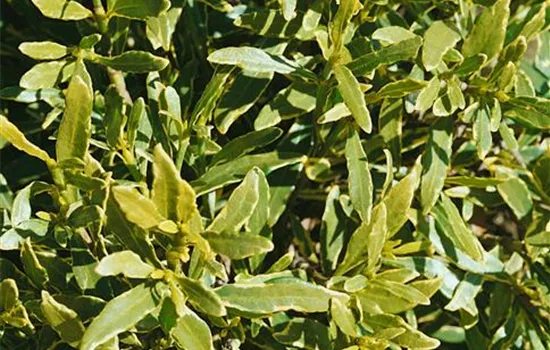 Gardenia jasminoides 'Radicans Variegata'