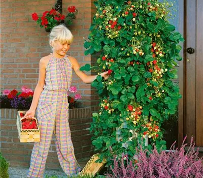 Fragaria 'Klettererdbeere' CAC