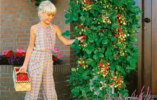 Fragaria 'Klettererdbeere' CAC