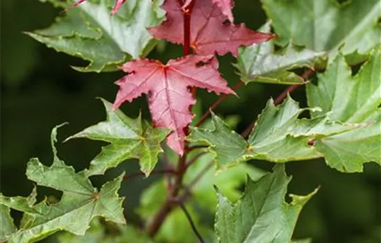 Acer platanoides 'Crimson Sentry'