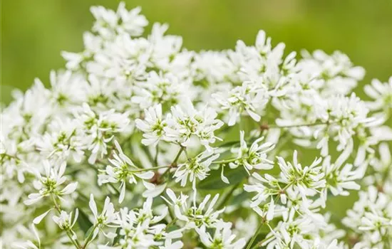 Euphorbia Diamond Frost