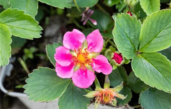 Fragaria 'Lipstick' (Erdbeere)