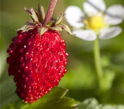 Fragaria vesca semperflorens