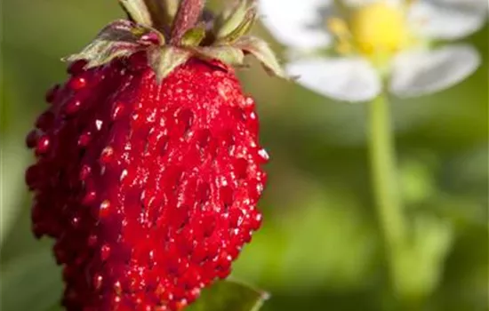Fragaria vesca semperflorens