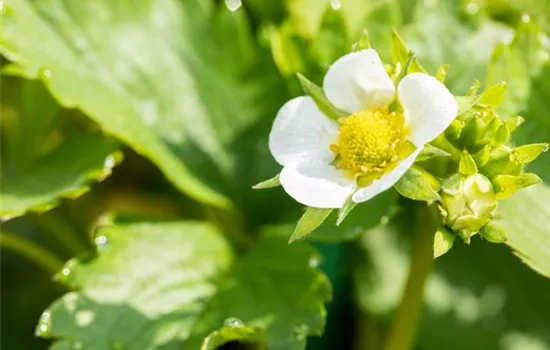 Fragaria vesca 'Elsanta' (Erdbeere)