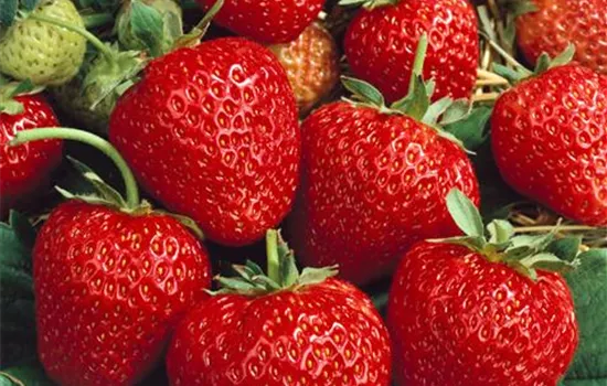 Fragaria vesca 'Korona', (Erdbeere)