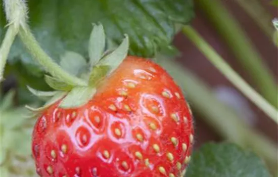 Fragaria vesca 'Senga Sengana' (Erdbeere)