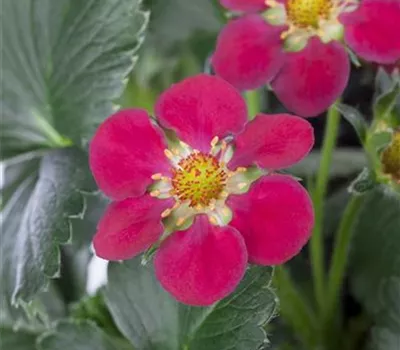 Fragaria x ananassa Fragoo 'Toscana', (Erdbeere)