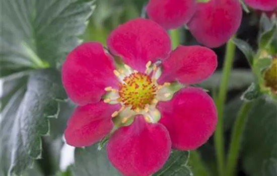 Fragaria x ananassa Fragoo 'Toscana', (Erdbeere)