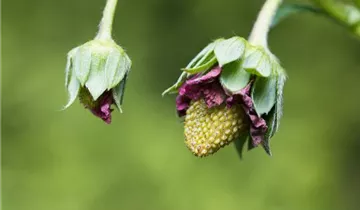 Erdbeere