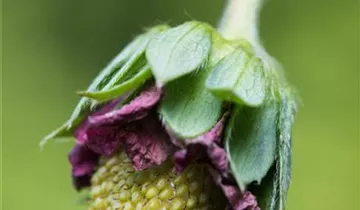 Erdbeere