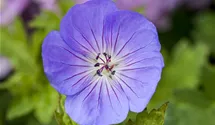 Azure Rush Geranium