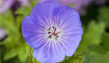 Azure Rush Geranium