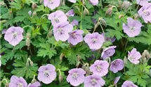 Azure Rush Geranium