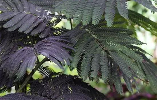 Albizia julibrissin Summer Chocolate