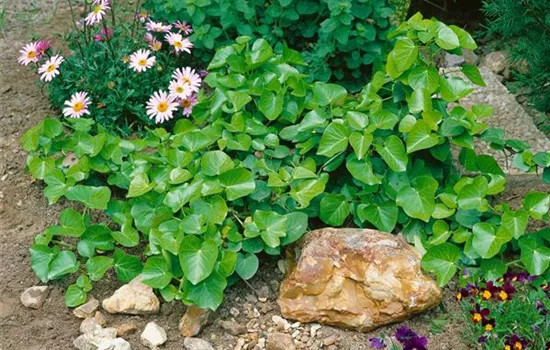Hedera helix 'Arborescens'