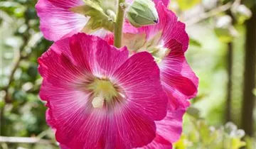 Stockrose