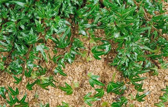 Hedera helix 'Needlepoint'