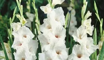 Gladiole