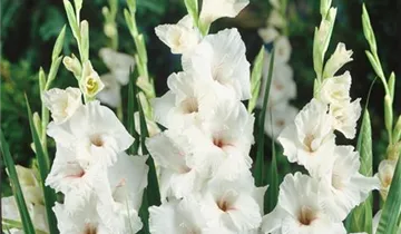 Gladiole