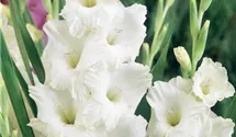 Gladiole