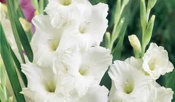 Gladiole