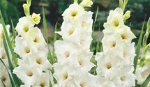 Gladiole
