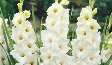 Gladiole