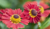 Mariachi™ Salsa Helenium
