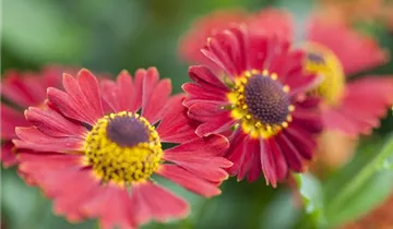 Mariachi™ Salsa Helenium