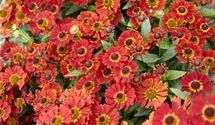 Mariachi™ Salsa Helenium