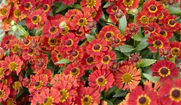 Mariachi™ Salsa Helenium