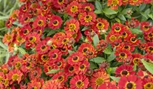 Mariachi™ Salsa Helenium