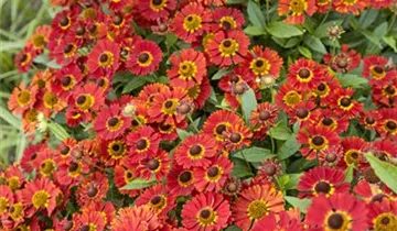 Mariachi™ Salsa Helenium