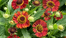 Mariachi™ Salsa Helenium