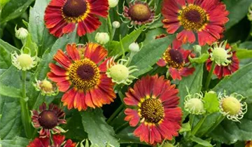 Mariachi™ Salsa Helenium