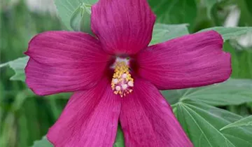 Garten-Roseneibisch 'Plum Crazy'
