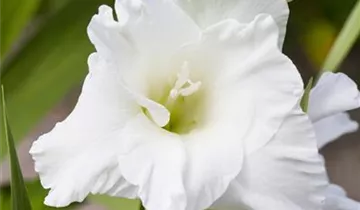 Gladiole