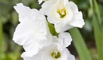 Gladiole