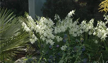 Gladiole