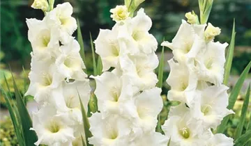 Gladiole
