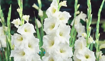Gladiole